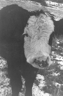 Notes from Sky Range Ranch: The Adventures of Prue, Part One