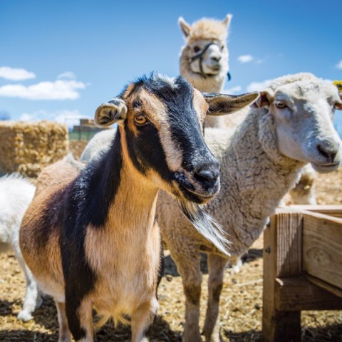 Understanding How Animals Perceive the World