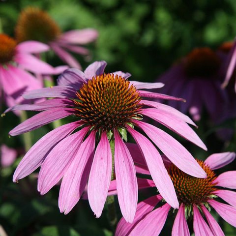 summer-first-aid-power-plants